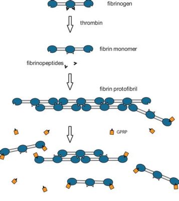 Fibrinogen: Un Peptide Extraordinaire pour les Applications Biomédicales de pointe!